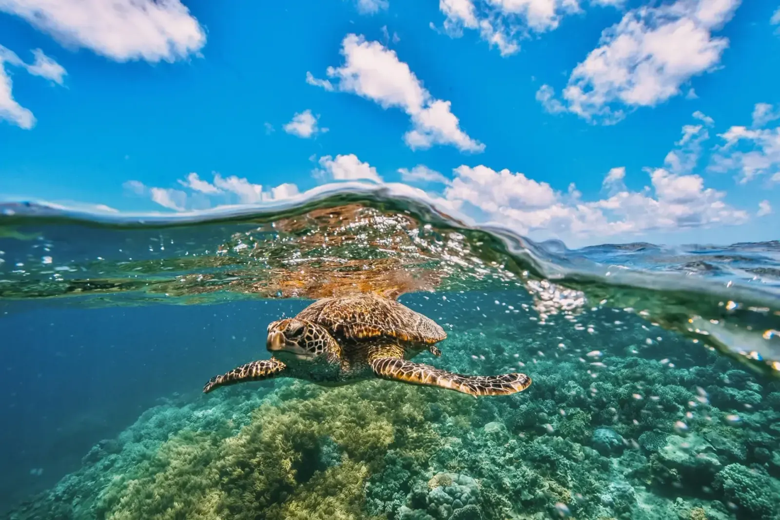 Tortue verte d’Hawaï nageant près de la surface au-dessus d’un fond corallien