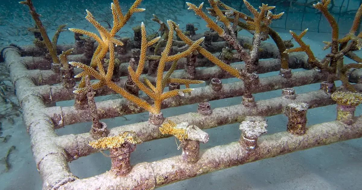 An underwater coral nursery: cuttings lined up on a frame, turquoise water and a pale sandy bottom