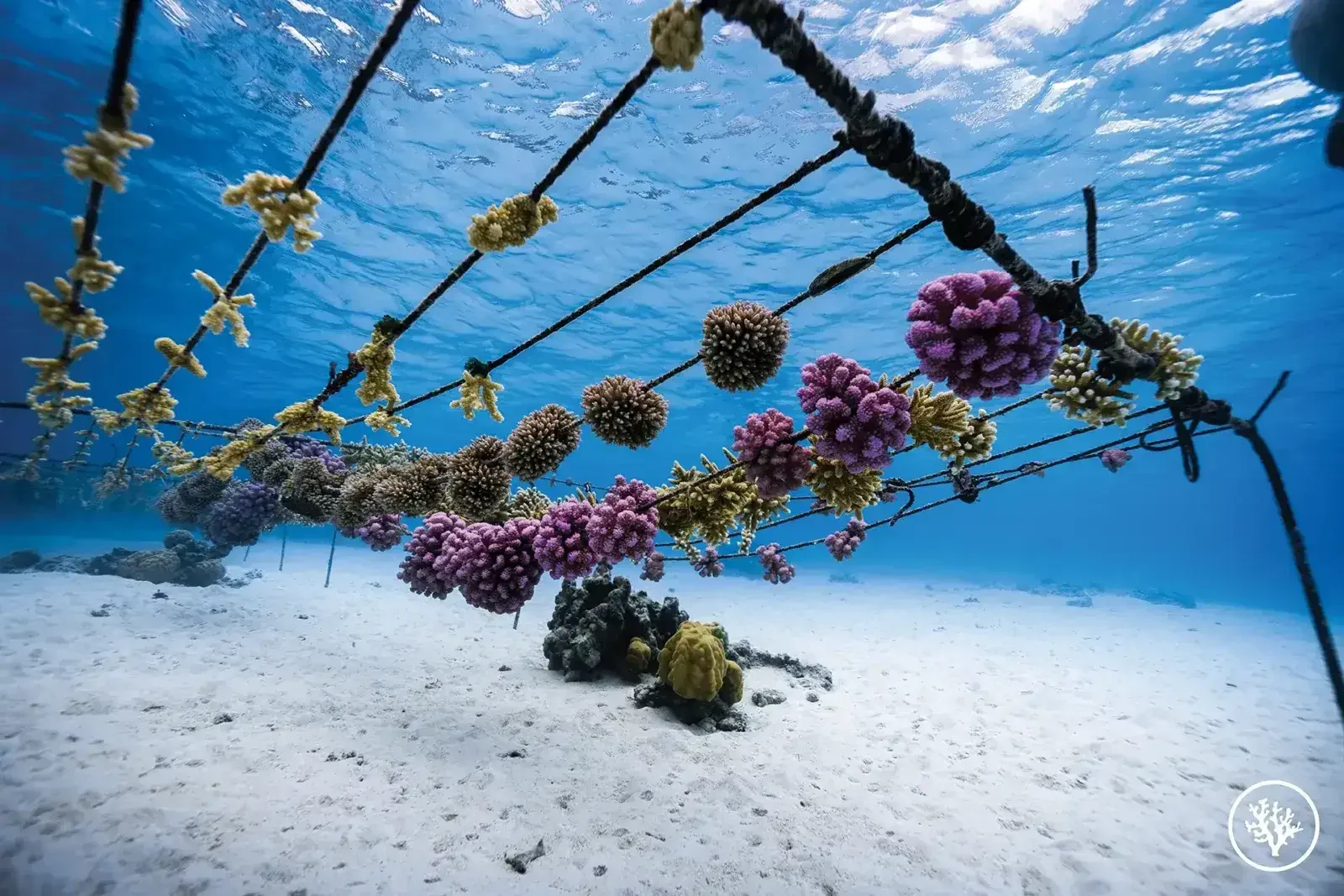 Brightly colored coral cuttings fixed to the lines of an underwater nursery