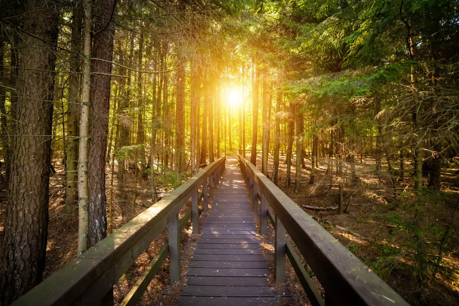 Wooden boardwalk with handrails crossing a pine forest, the sun breaking between the trunks at the end of the path