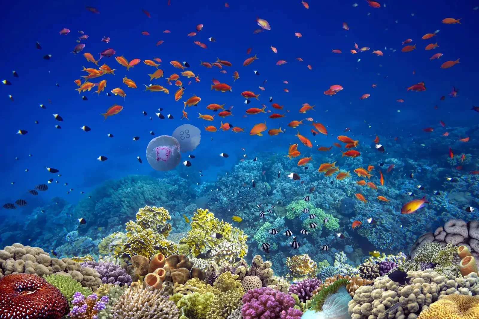 Shoal of small orange fish swimming in blue water above a garden of colorful coral