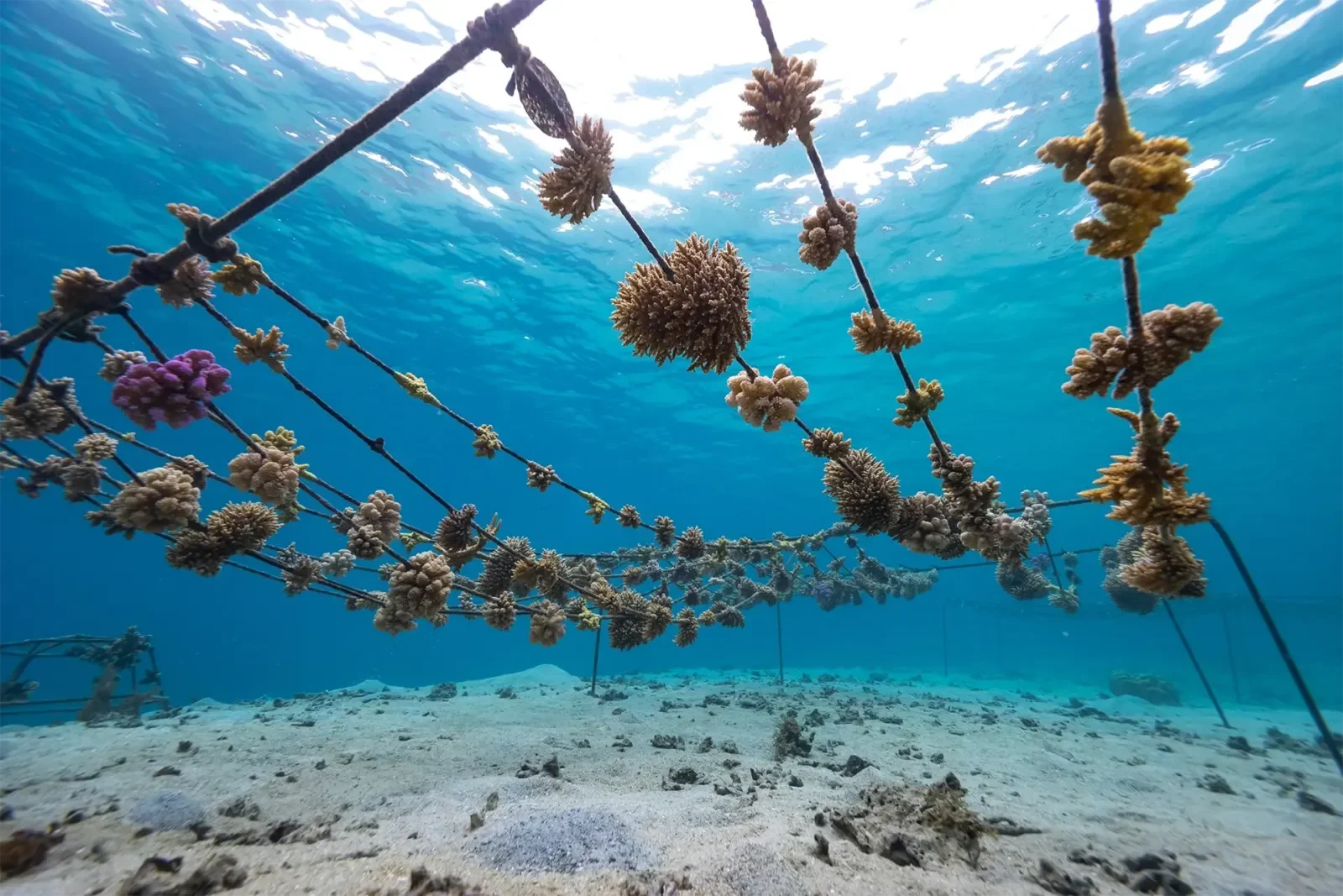 Coral nursery hanging from ropes, photographed underwater
