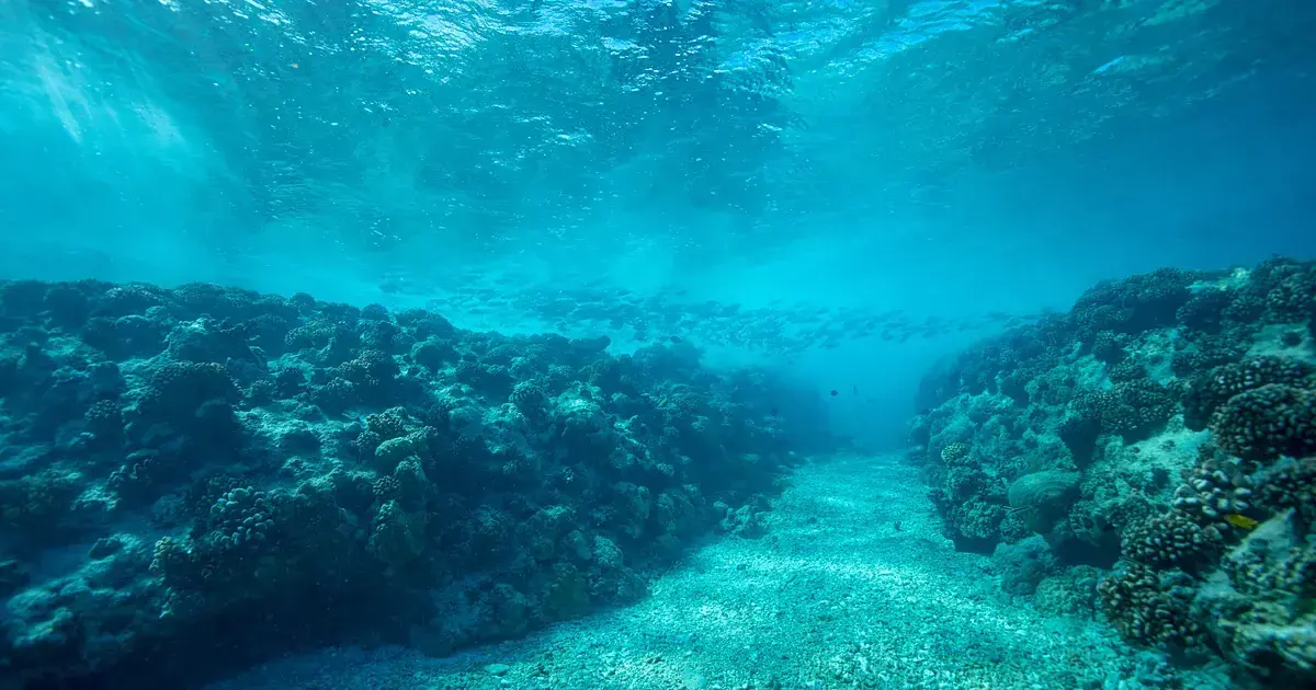 Coral reef under turquoise water, dark coral heads and light falling from the surface