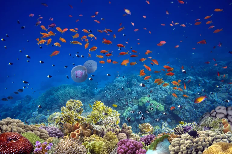 Banc de petits poissons orange nageant dans une eau bleue au-dessus d’un jardin de coraux colorés
